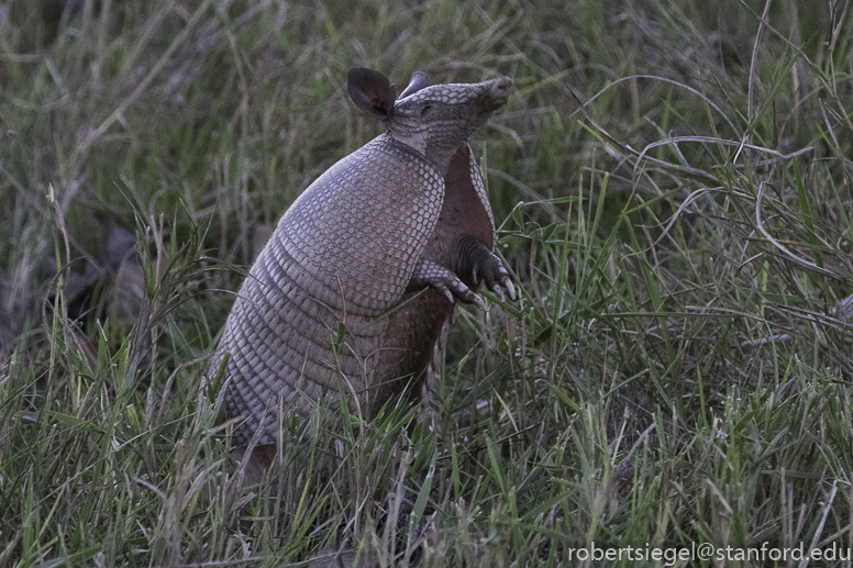 pantanal